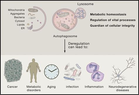 are yeast cells similar to cancer cells nobel prize